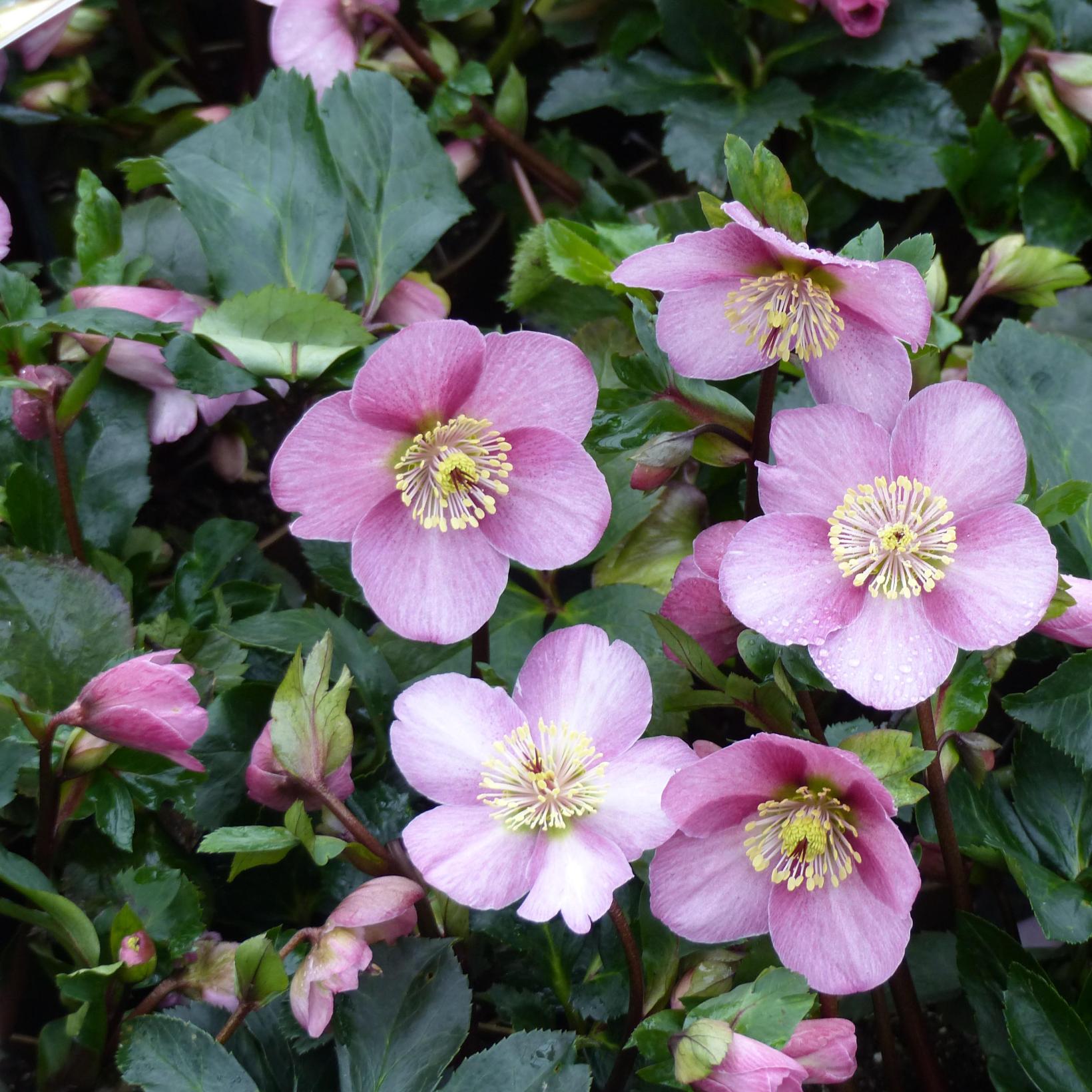 Hellebore Madame Lemonnier Helleborus hybride Rose de Noël