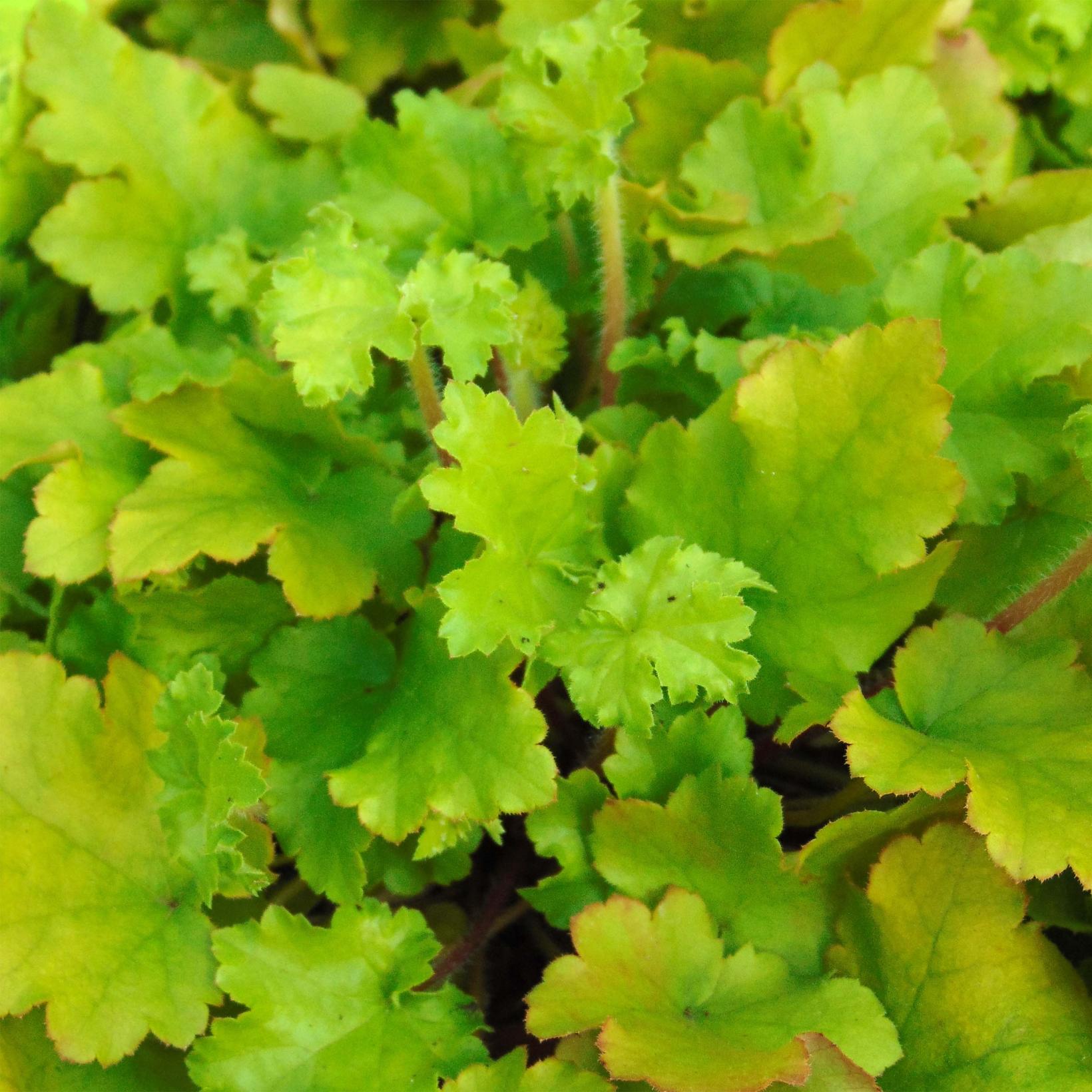 Heuchère Lime Marmalade Heuchera Vigoureuse, au feuillage crispé