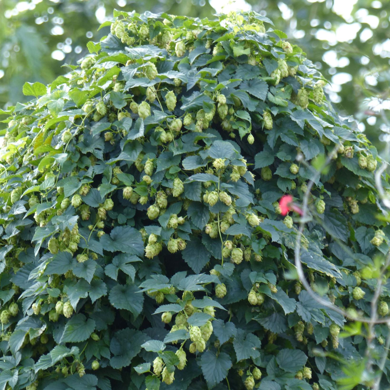 Houblon Humulus lupulus Plante grimpante vigoureuse
