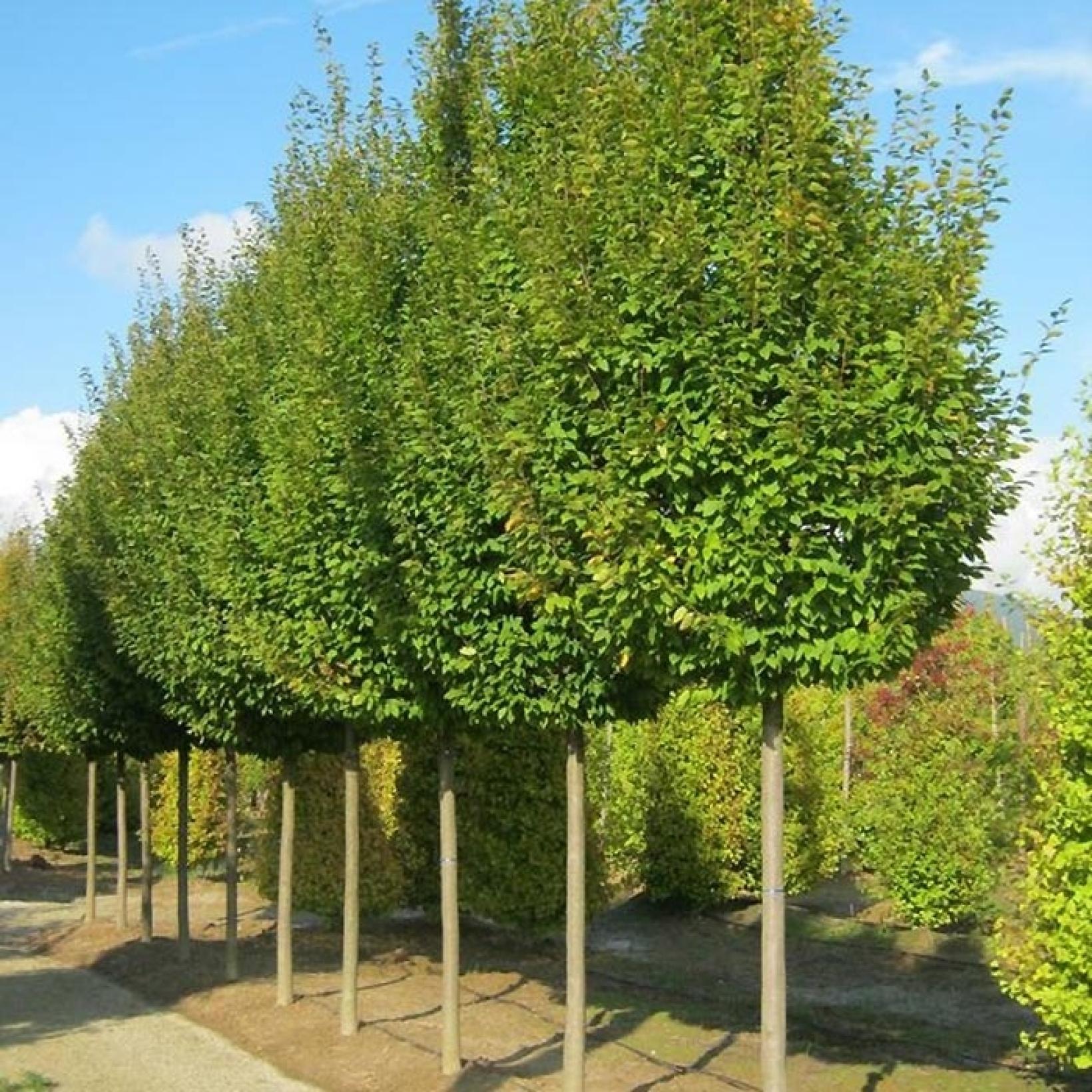 Carpinus Betulus Frans Fontaine Charme Commun Au Port Fastigi Et carpinus-betulus-frans-fontaine-charme-commun-au-port-fastigi-et