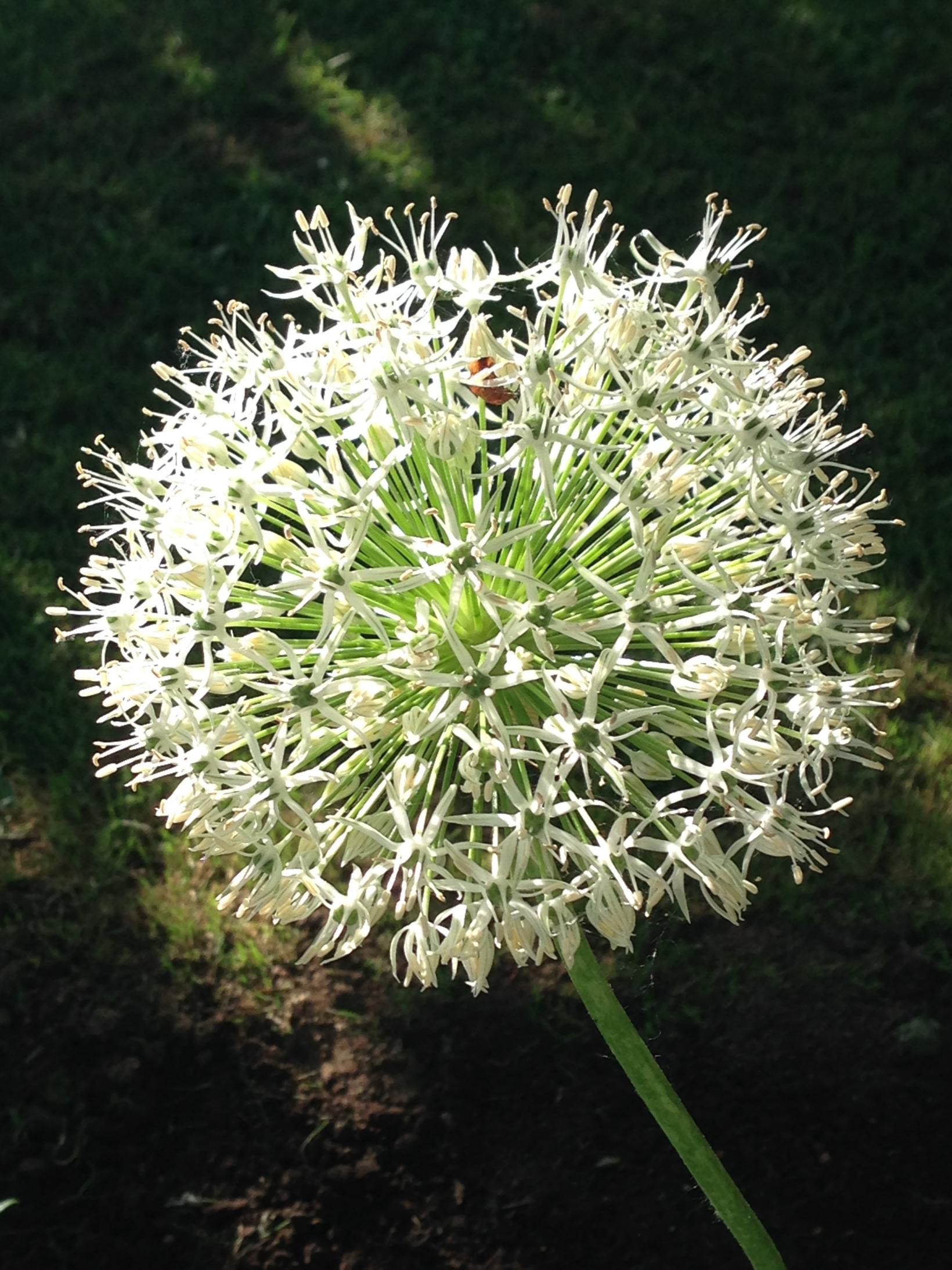 Allium stipitatum White Giant Ail d'ornement géant à fleurs blanc pur — free download