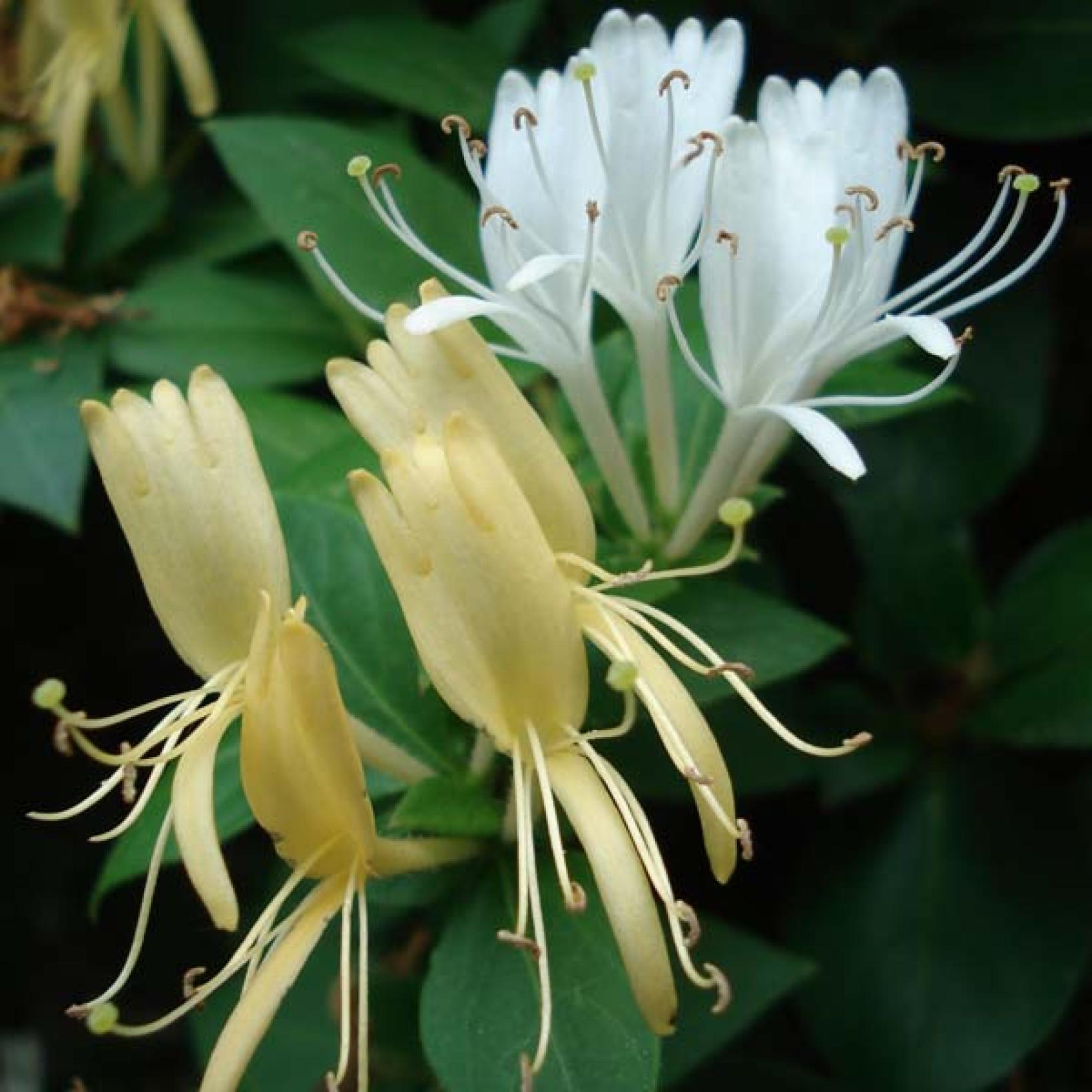 Lonicera Jap Halliana