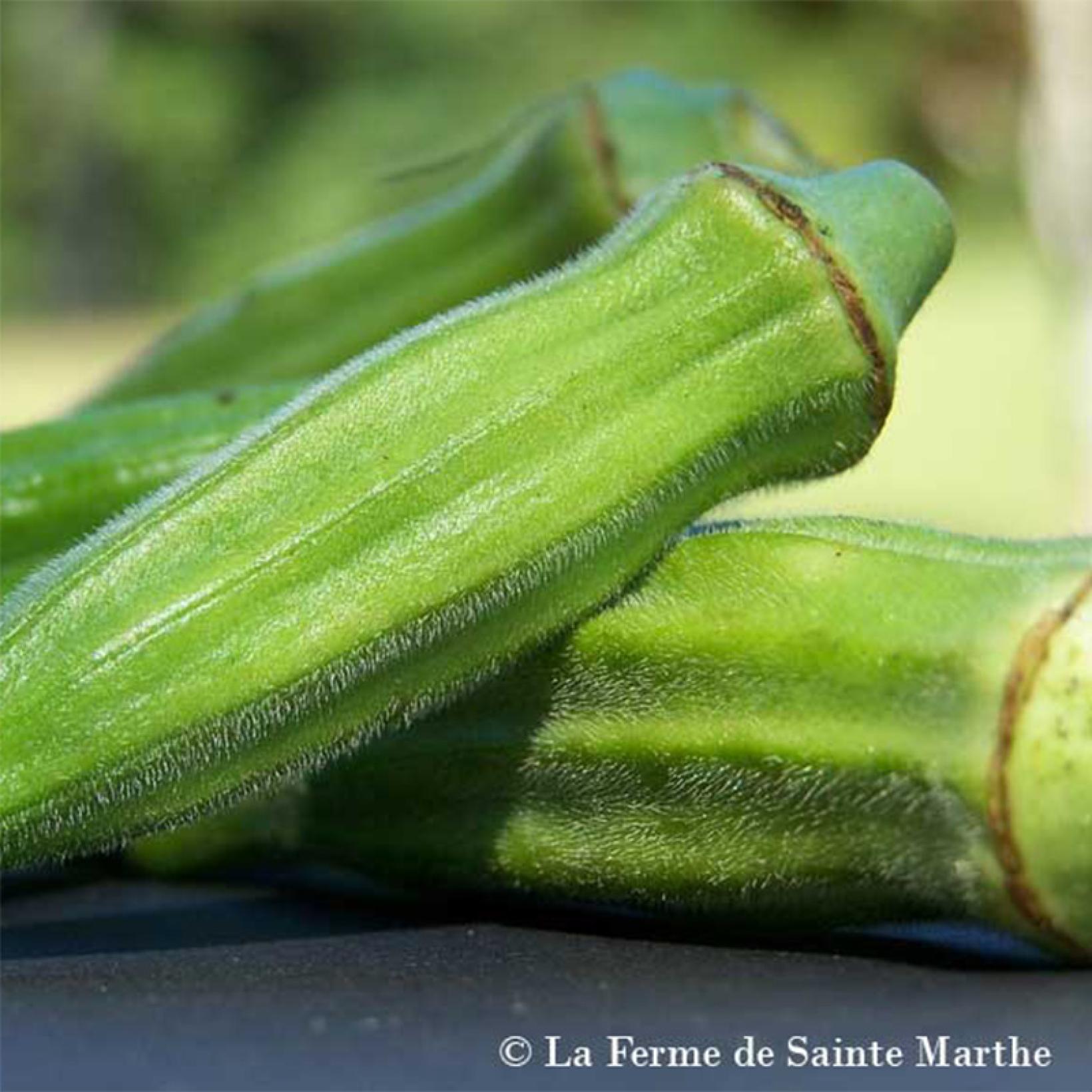 Okra Gombo Clemson Spineless NT Ferme de Sainte Marthe Hibiscus