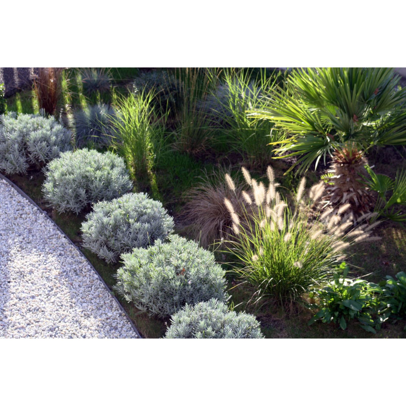 Shojun Roses Pennisetum orientale Shogun - Herbe aux longs écouvillons roses ...