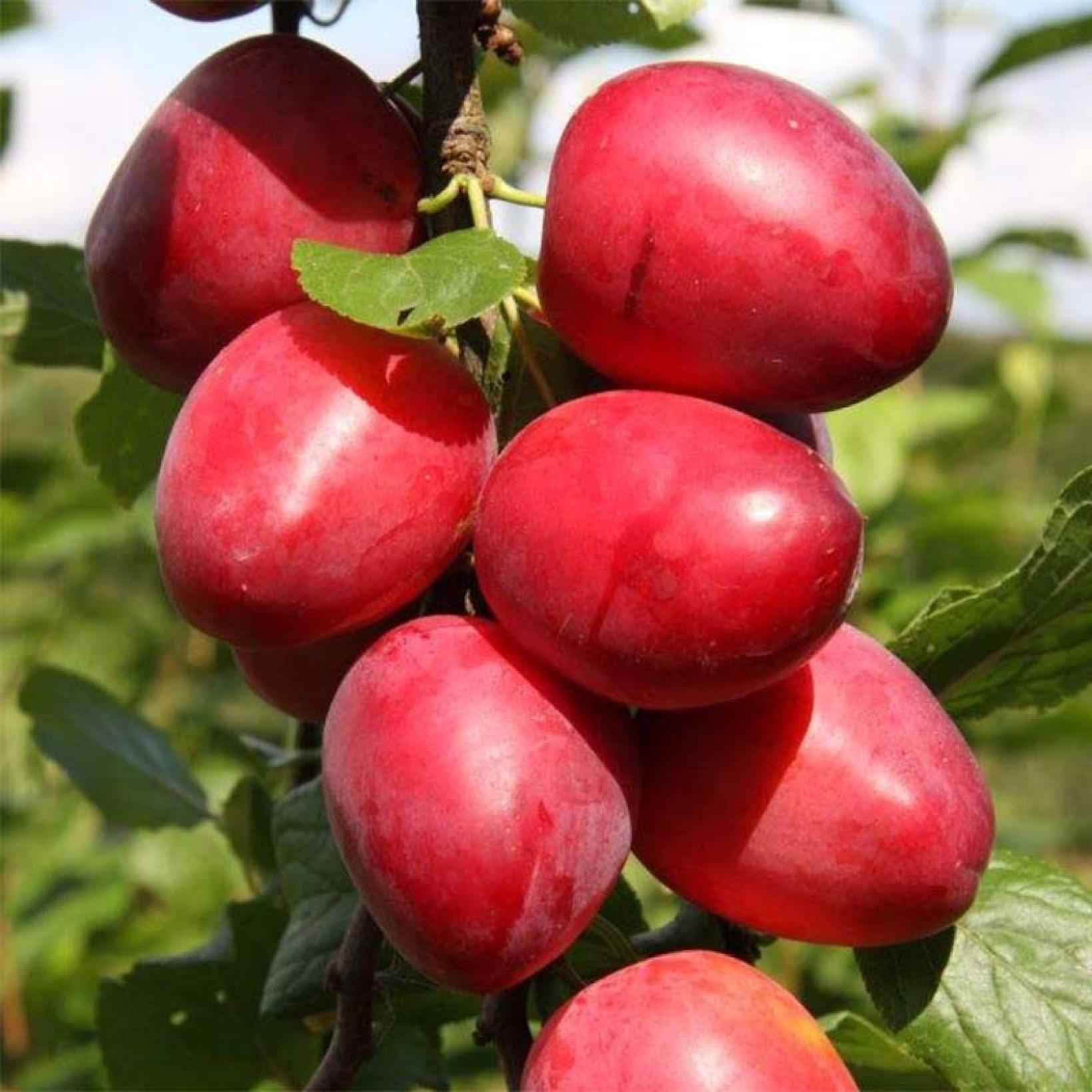 Prunier Mirabelle Ruby – Prunus domestica à gros fruits rouges juteux