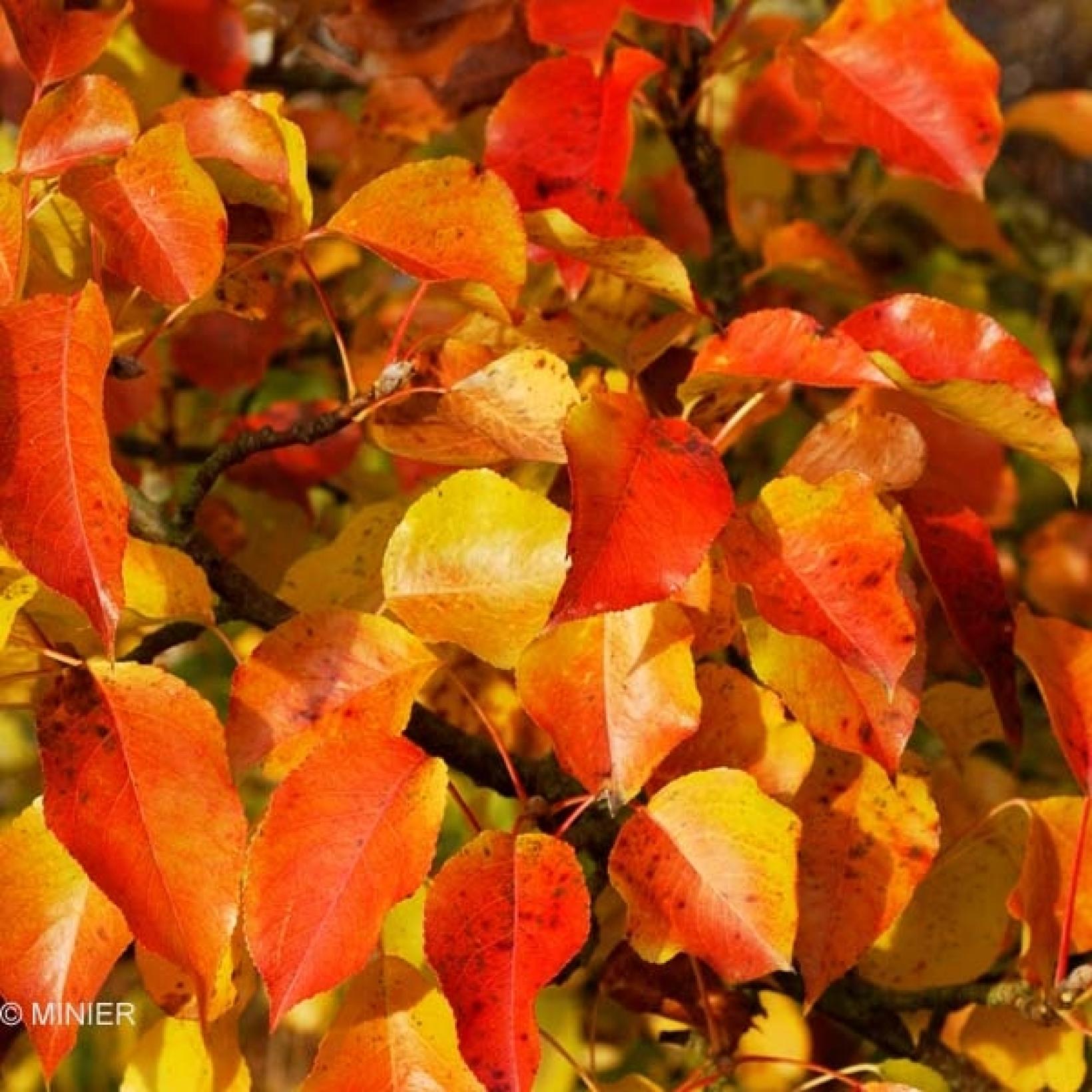 Pyrus calleryana Chanticleer Poirier d'ornement à fruits décoratifs — free download