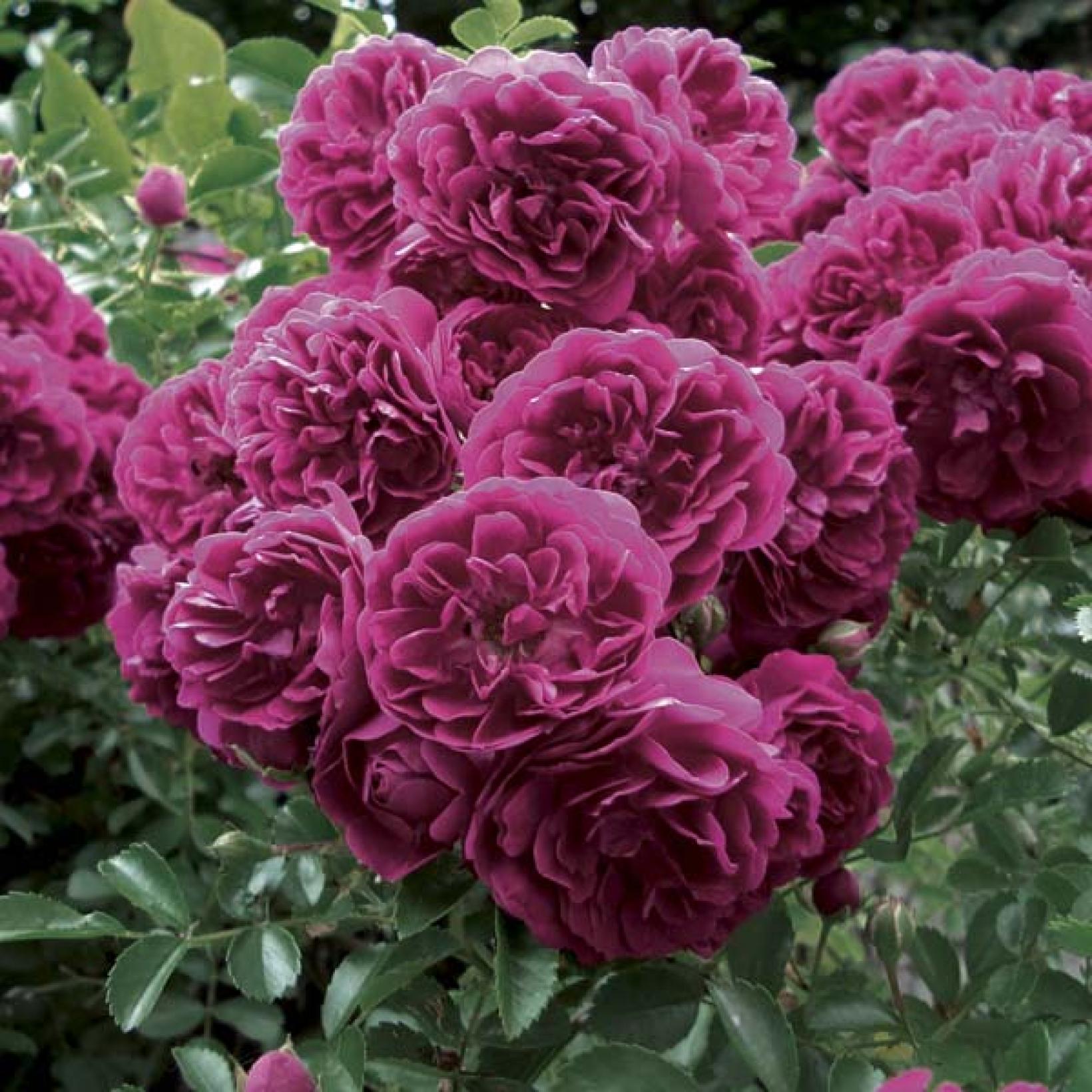 rosa-crimson-shower-rosier-liane-grimpant-wichraiana
