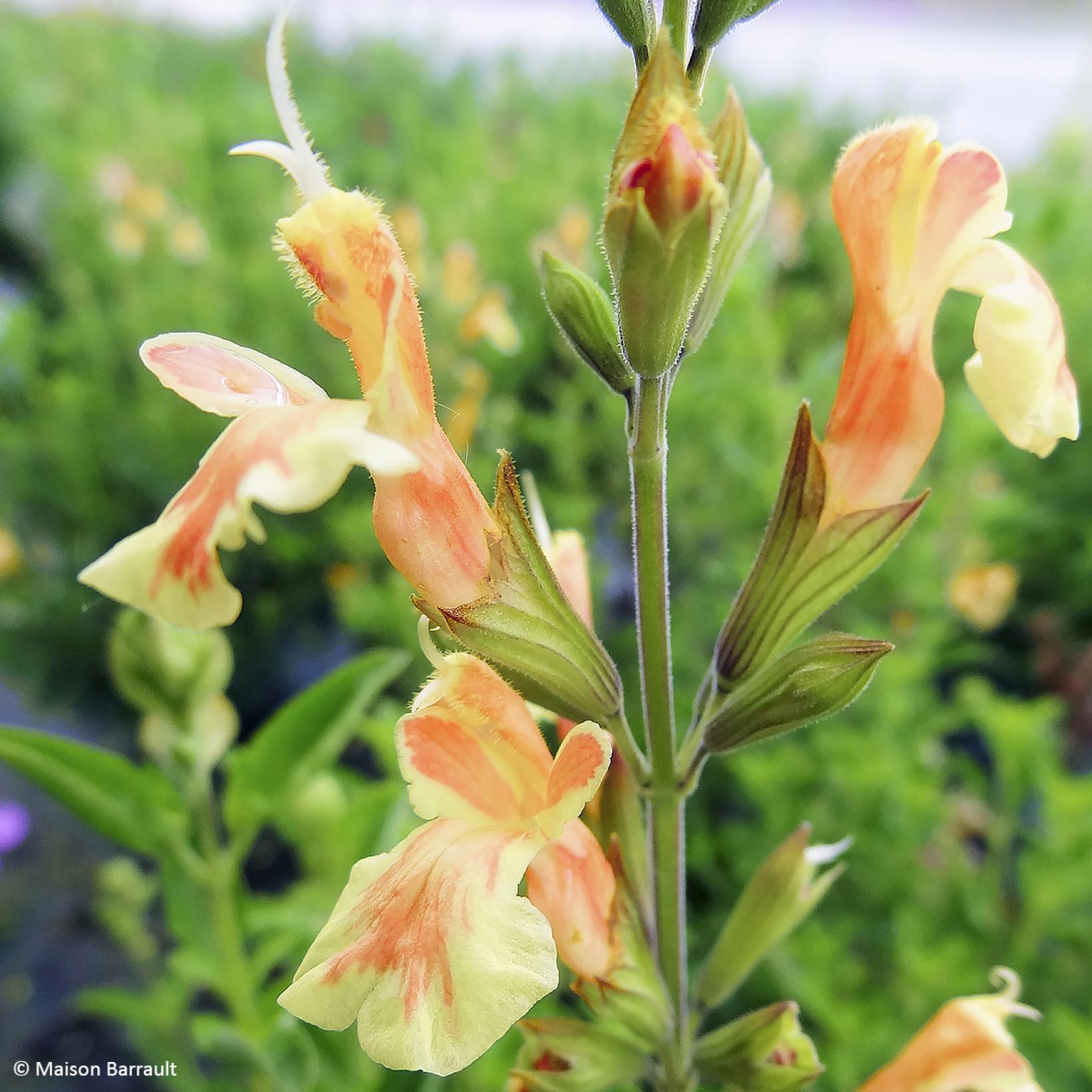 Salvia jamensis Belle de Loire Sauge arbustive aux fleurs bicolores — free download