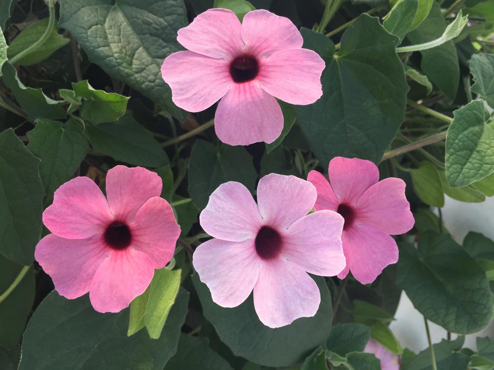 Thunbergia alata Sunny Suzy Rose Sensation - Suzanne aux yeux noirs ...