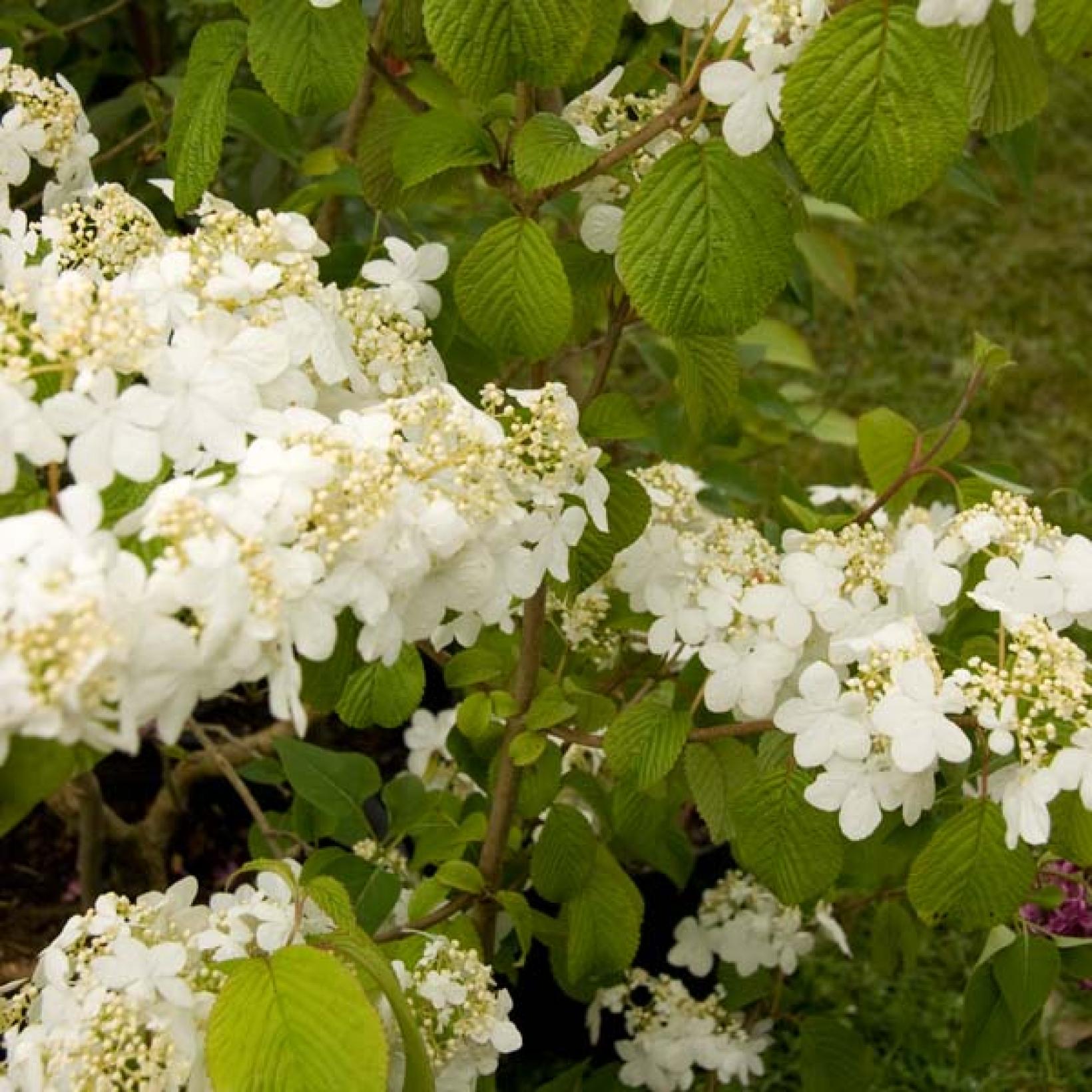 Viburnum plicatum Summer Snow Flake Viorne de Chine étagée blanche