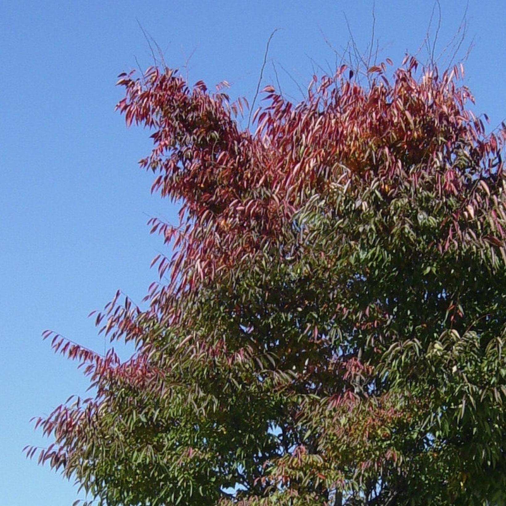 Zelkova serrata Green Vase Orme de Sibérie, variété à port très évasé — free download