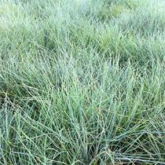 Festuca gautieri (scoparia) - Fétuque - Graminée vivace formant des ...
