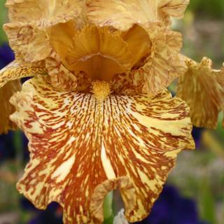 Iris germanica Tiger Honey - Iris des Jardins strié et éclaboussé de