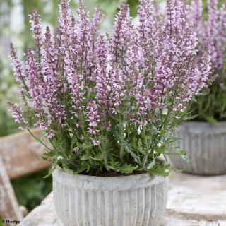 Salvia nemorosa - Fioritura mellifera per api e farfalle