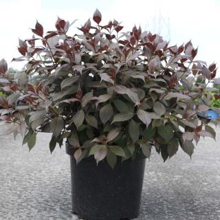Weigela florida Minor Black Weigélia nain pourpre foncé à fleurs rose