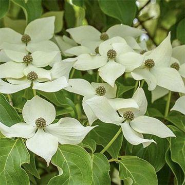 Cornus kousa Chinensis Cornouiller de Chine a floraison d'un blanc pur