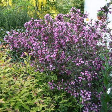 Weigelia florida Polka Weigélia nain aux grandes fleurs rose pastel