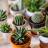 Plantes d'intérieur par famille
