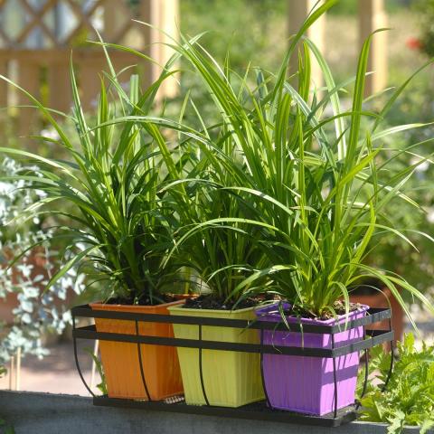 Carex pendula Fresh Look - Laîche pendante - Graminée pour sol humide