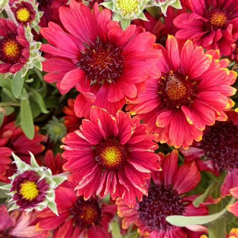 Gaillardia aristata Arizona Red - Gaillarde vivace, compacte, à grandes