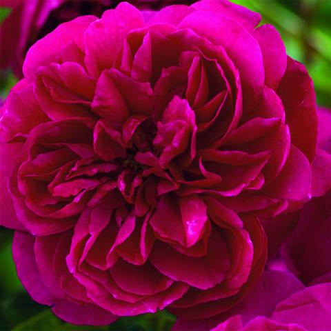 Rosa Thomas à Becket® - Auswinston - Rose anglaise David Austin - Des ...