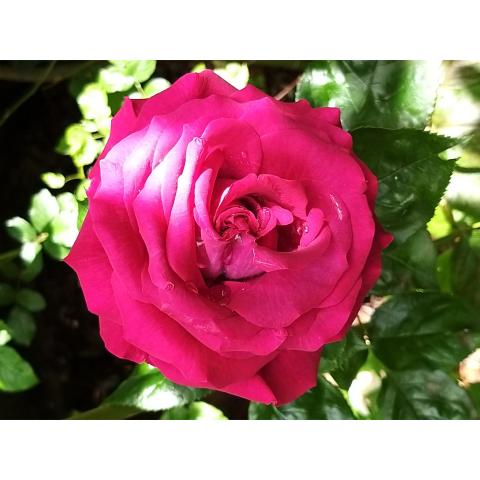 Rosier à grandes fleurs Belles Rives Meizolnil - Rosier buisson à ...