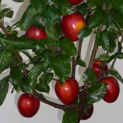 Prunier Mirabelle Ruby – Prunus domestica à gros fruits rouges juteux