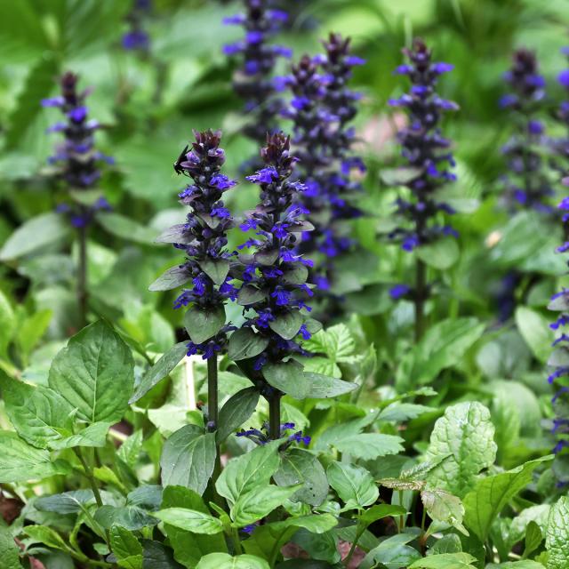 Ajuga reptans Atropurpurea - Vivace rampante à petites fleurs bronze ...