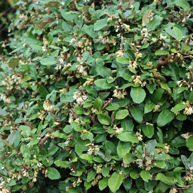 Arbuste Elaeagnus Multiflora (Goumi Du Japon) En Godet - Baies Rouges Comestibles Riches En Vitamine C, Mellifère