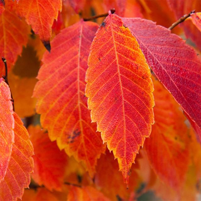 Zelkova serrata Goblin Orme de Sibérie nain — free download