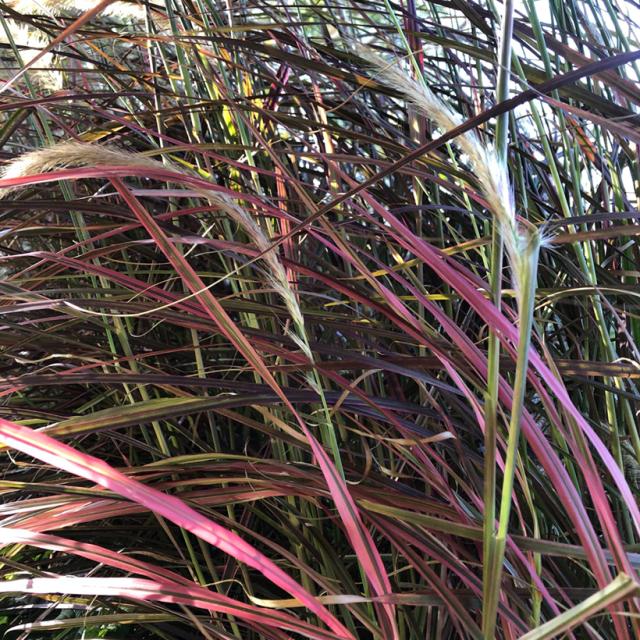 Pennisetum setaceum Firework - Herbe aux écouvillons - Graminée ...