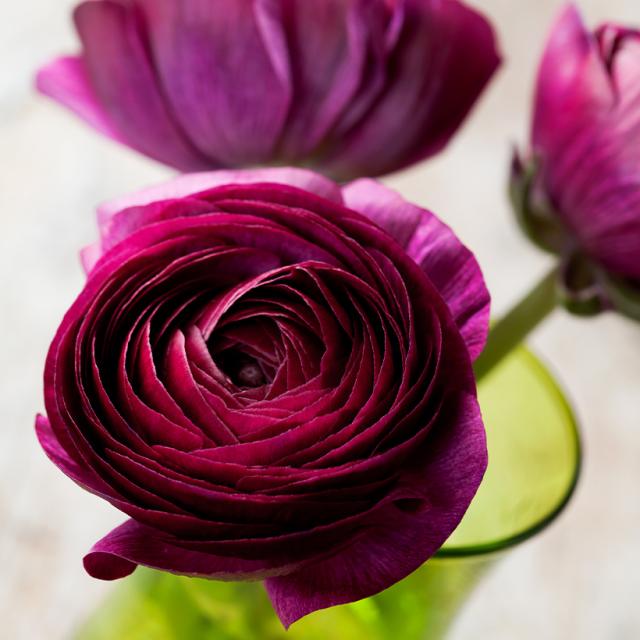 Renoncule Pauline Violet - une floraison précoce pourpre violacé.