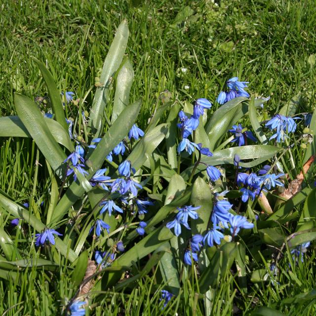 Scilla siberica Scille de Sibérie Bulbe à floraison bleue hâtive