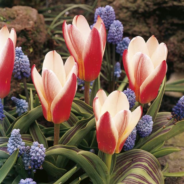 Tulipe, Clusiana, [la, Vraie, Espèce], Tulipe, Botanique – Très Vert