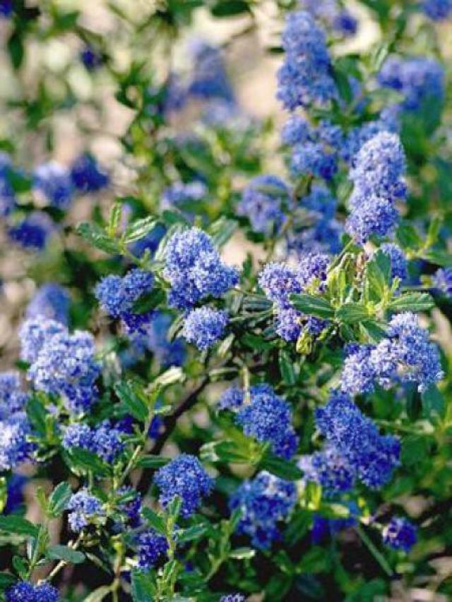 Lilas De Californie 'Concha' - Ceanothus 'Concha' En Pot 30-40cm | Plante Robuste Et Décorative