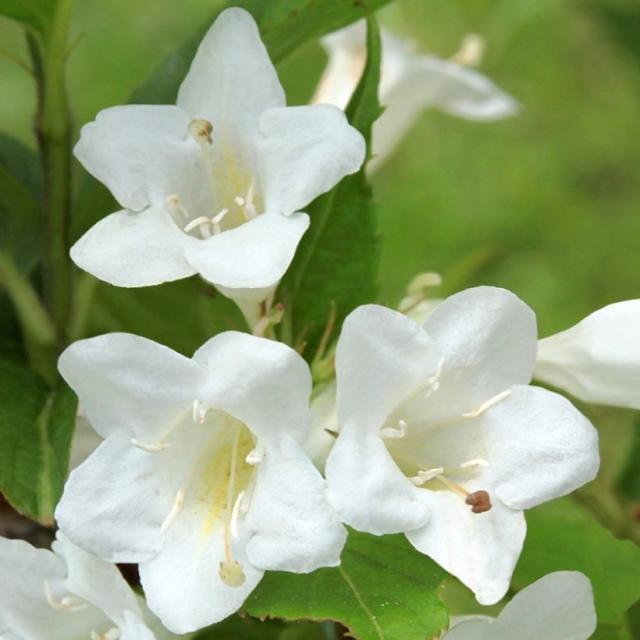 Weigela Snowflake Arbuste buissonnant à floraison blanche