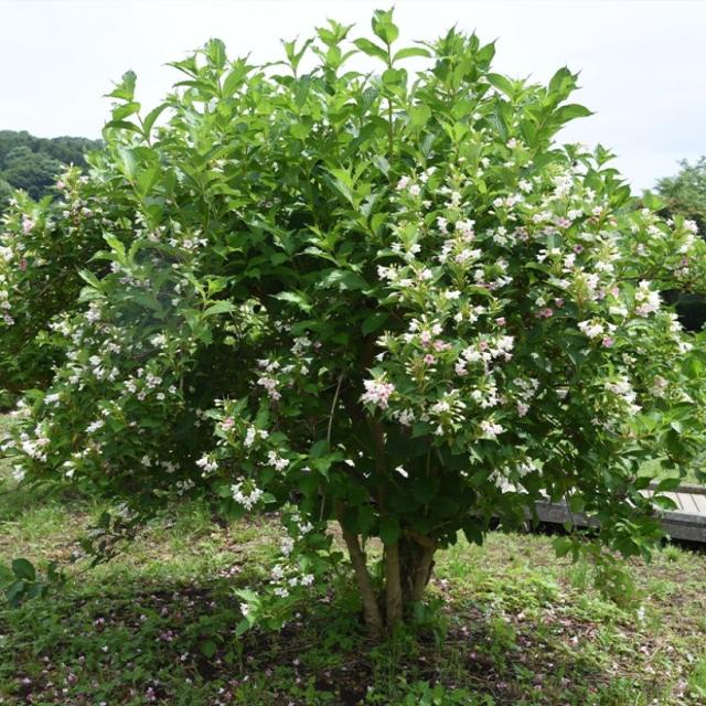 Weigela Snowflake Arbuste buissonnant à floraison blanche