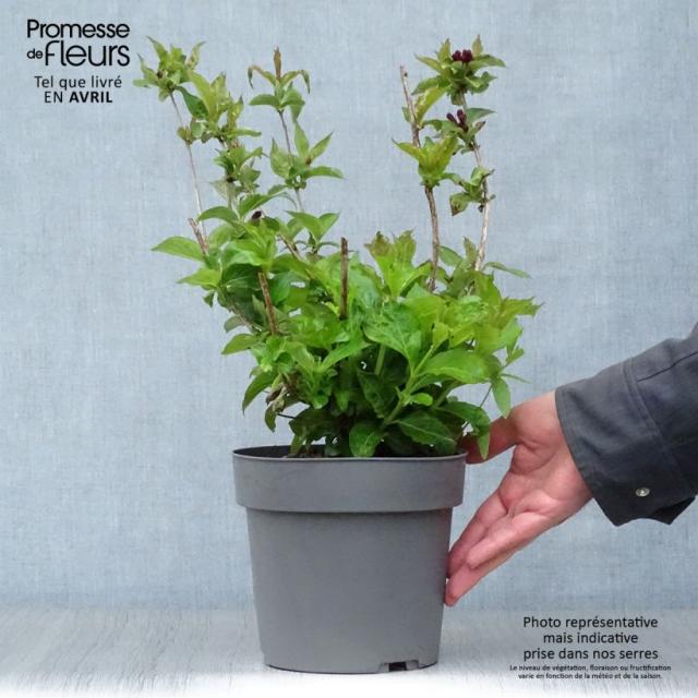 Weigela Cherry Love Arbuste compact aux fleurs rouge foncé