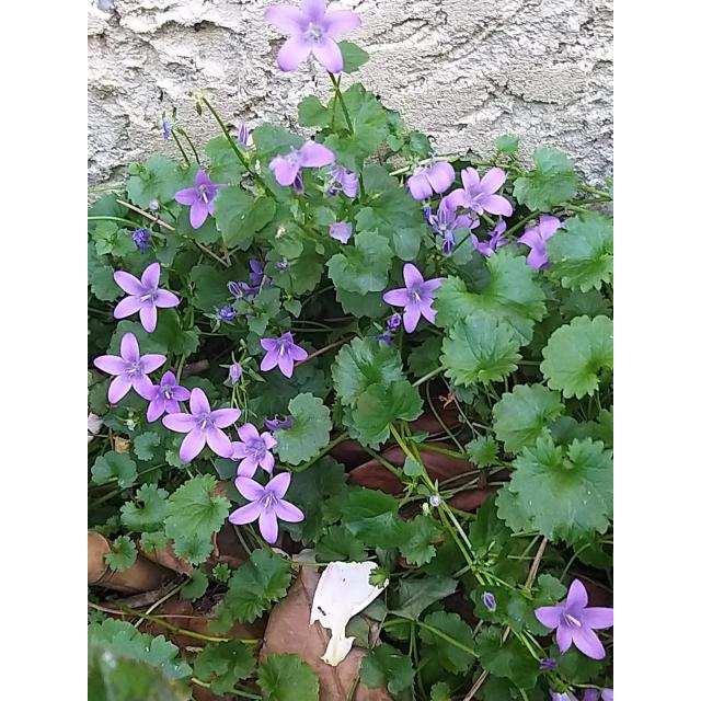 Campanule des murs Campanula portenschlagiana Vivace de rocaille à — free download