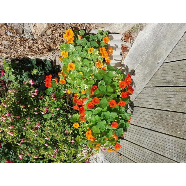 20 Graines De Fleurs à Semer - Le Grenier D'Abondance - CAPUCINE Tom Pouce Tropaeolum Minus 88293934
