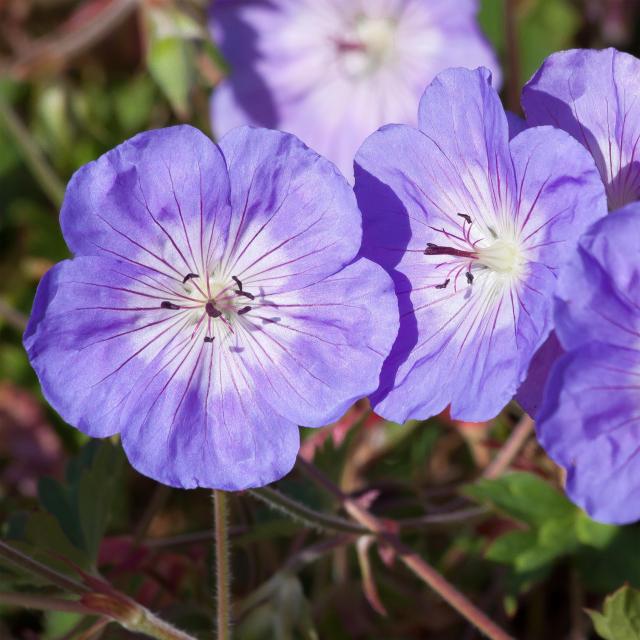 Fleur Rozanne Géranium vivace Rozanne - Des tapis de fleurs bleues à cœur blanc, tout ...