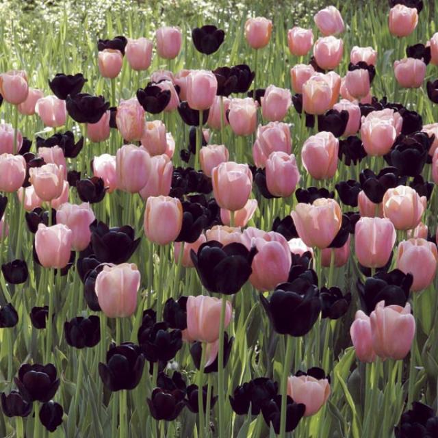 Mélange De Bulbes De Tulipes Botaniques - 50 Bulbes - Au Moins 5 Variétés/couleurs - Résistants à L'hiver - Pour Jardin, Pots, Balcon