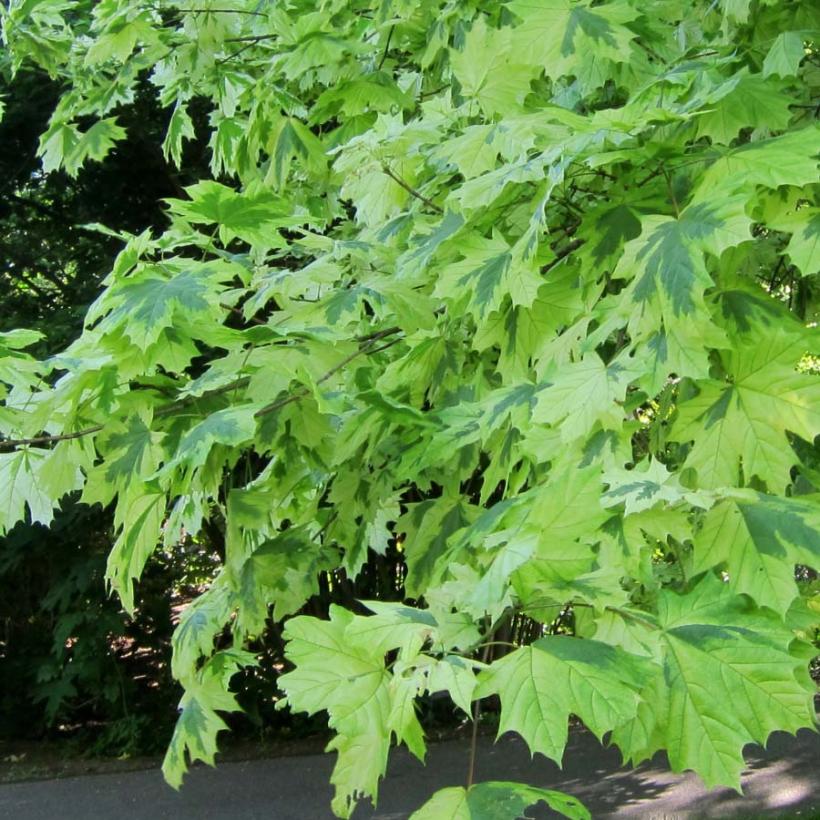 Acer platanoides Drummondii - Érable plane au feuillage panaché lumineux