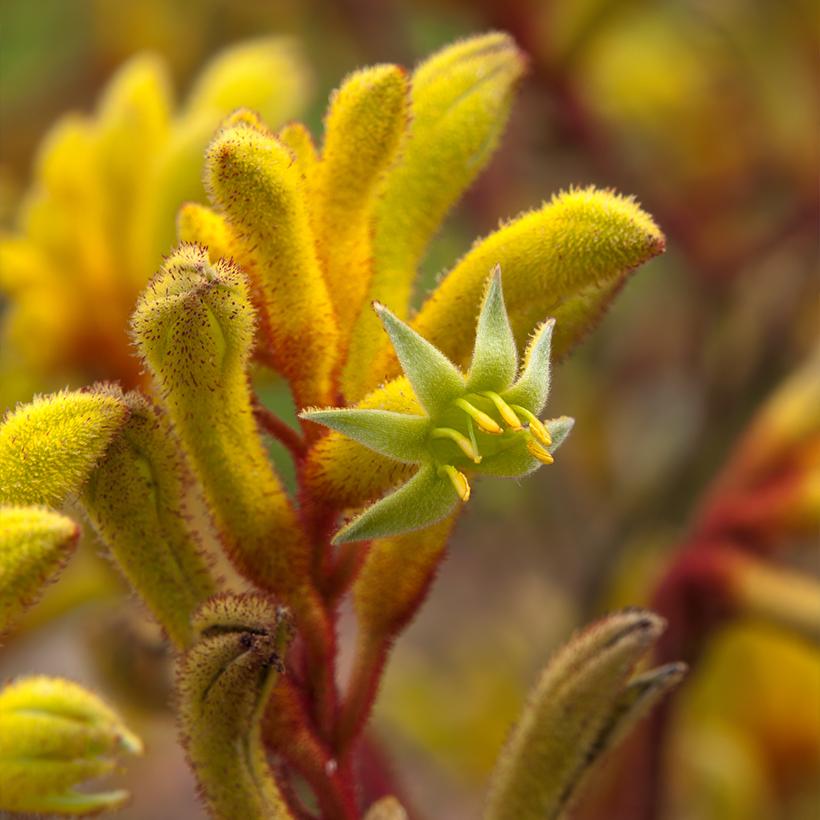 Anigozanthos Bush Bonanza Patte de Kangourou à fleurs jaunes très florifère