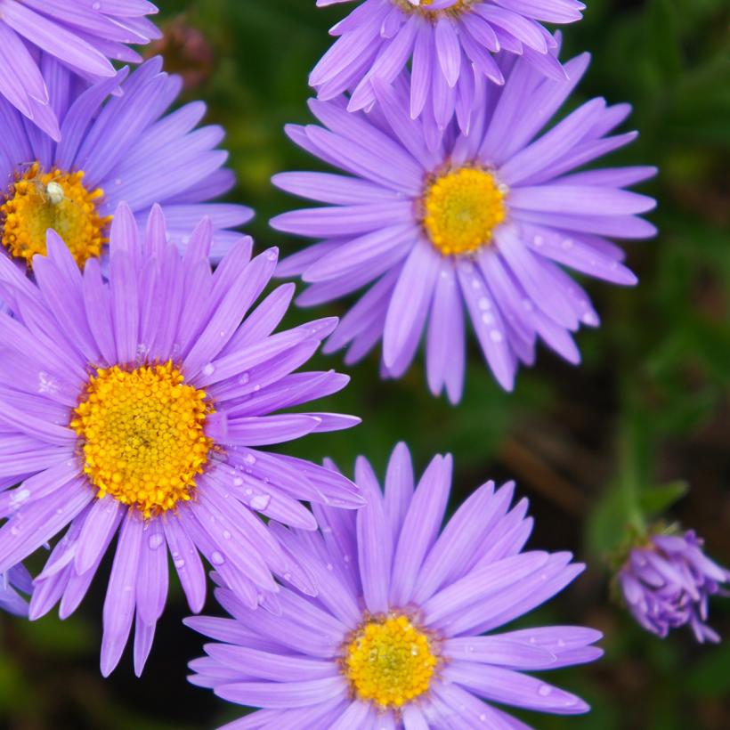 Images Gratuites : Aster, Fleur, Abeille, Violet, Flore, Famille De