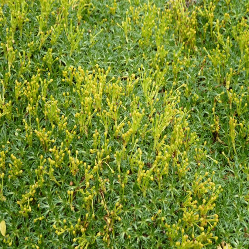 Azorella trifurcata - Azorelle – Vivace tapissante en coussinets denses