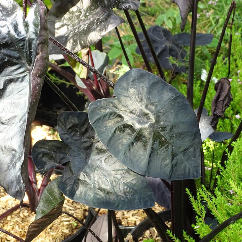Colocasia Painted Black Gecko Oreille d'Eléphant compacte aux