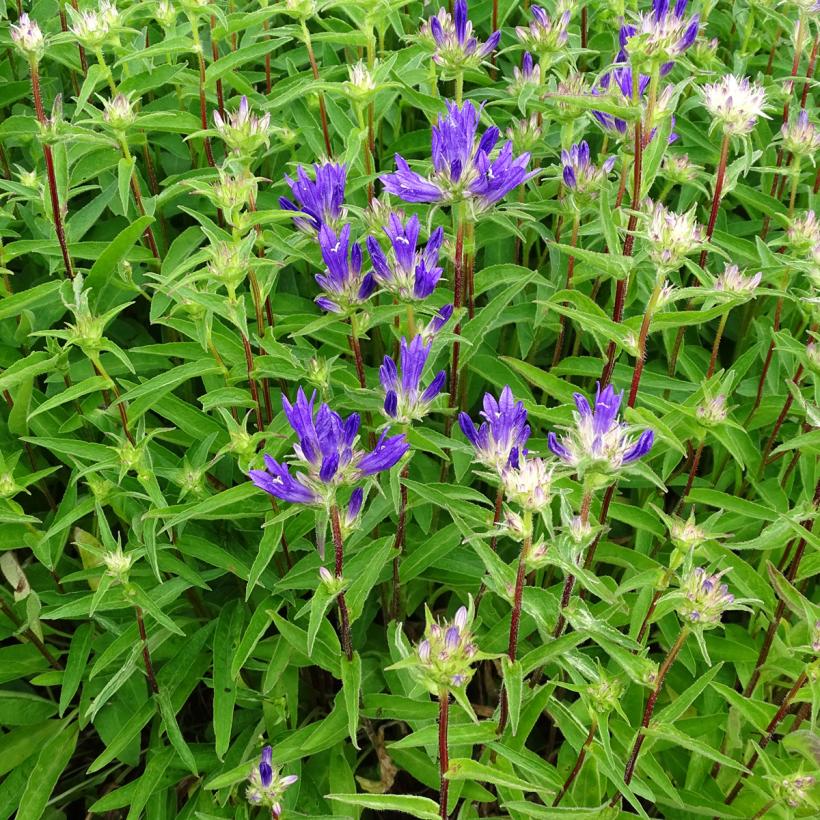 Campanula glomerata Genti Twisterbell Campanule agglomérée, bleu violacé