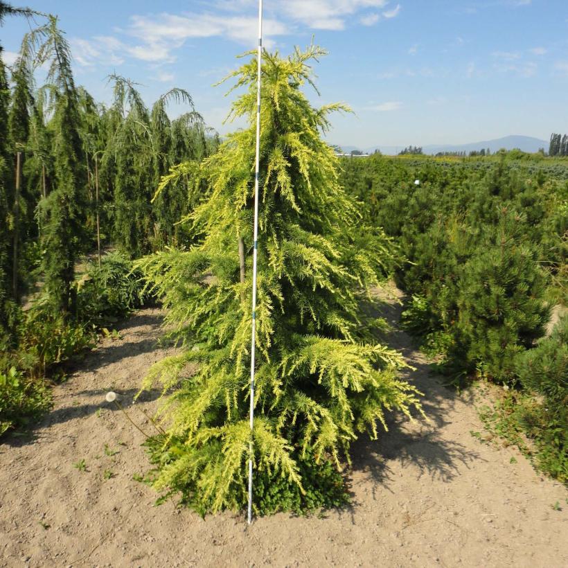 Cedrus deodara Aurea Cèdre de l'Himalaya doré, un conifère ornemental — free download