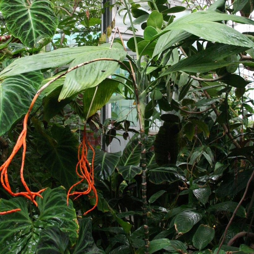 Chamaedorea ernesti-augusti - Petit palmier d’intérieur, peu rustique.